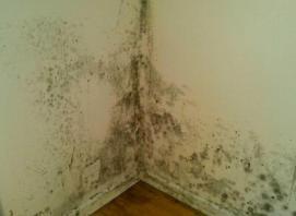 mold inspection Tucson